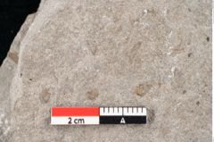 Foto (Detailansicht) von Zostera ungeri Ettingshausen (NHMW-GEO-2024-0188-6656)